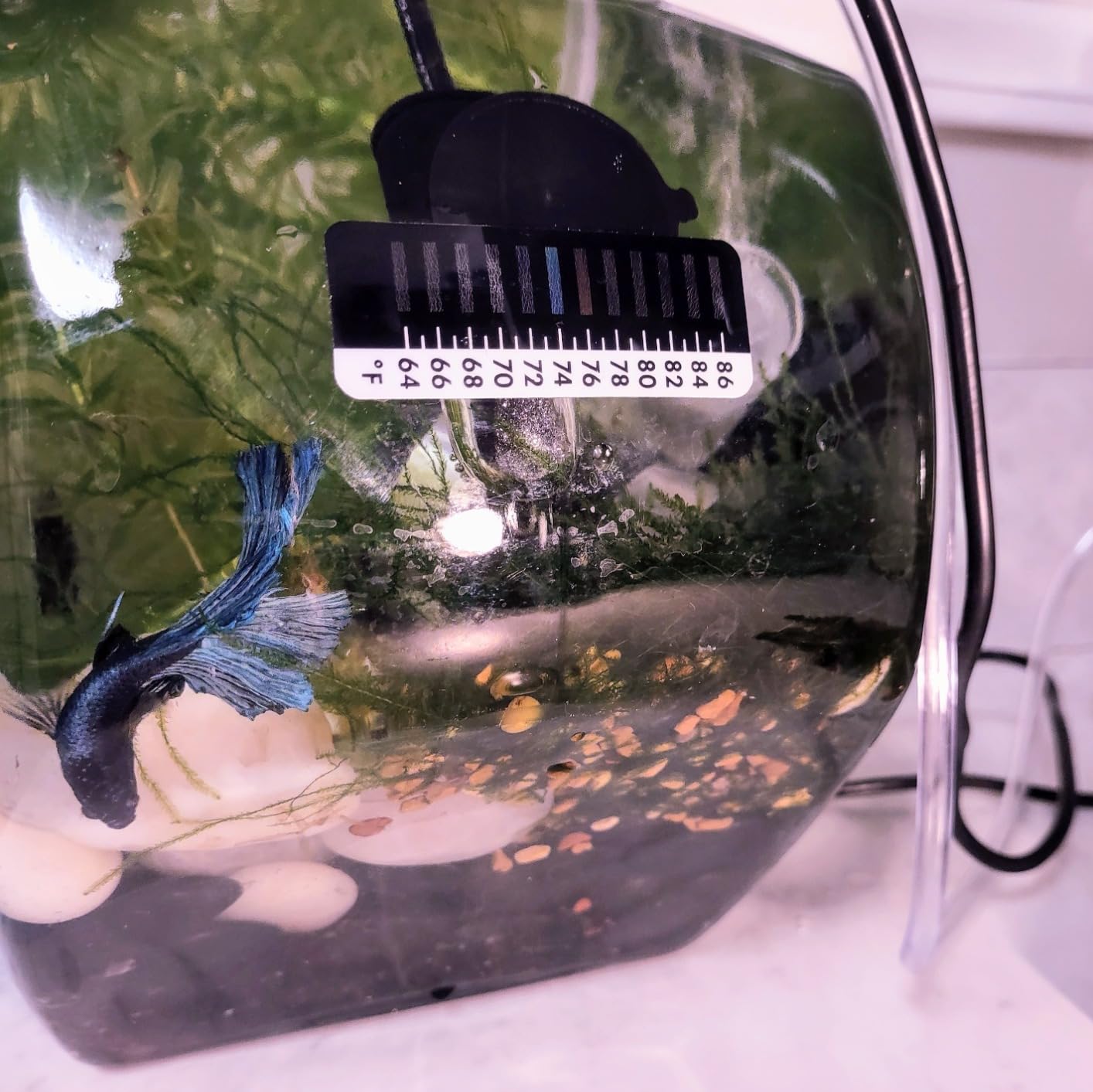 AquaMiracle 5V/2A USB 10W Super Mini Aquarium Betta Heater for Tanks up to 1 Gal customer photo 2