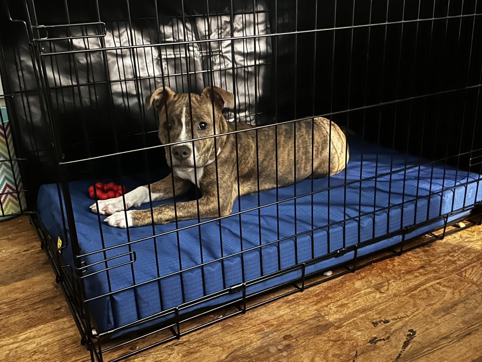 K9 Ballistics Tough Ripstop Orthopedic Crate Bed, 41 x 27, Obsidian Black customer photo 2