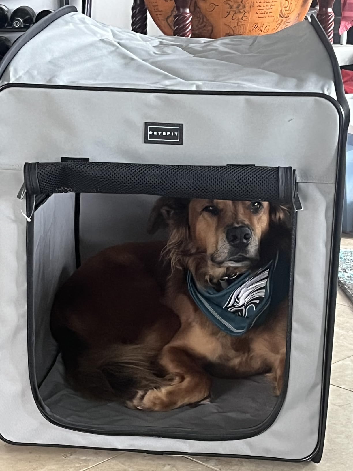 Petsfit Collapsible Dog Crate,Travel Crate for Cat/Puppy,Pop Up Small Pet Cage for Indoor/Outdoor,Lightweight Soft Dog Kennel Carrier for Small Dogs,Grey customer photo 2