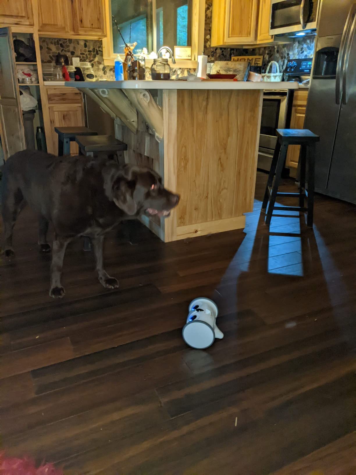 Owl Robot,Pet Camera Treat Dispenser Interactive Toy for Dogs Cats with Remote Phone App Control customer photo 1