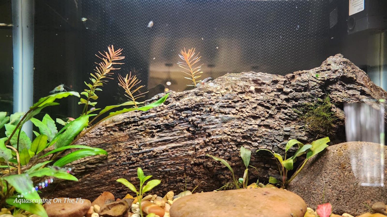 NICREW C10 Plant Aquarium Light, 12-18 in, 9W, Full Spectrum with Timer customer photo 1