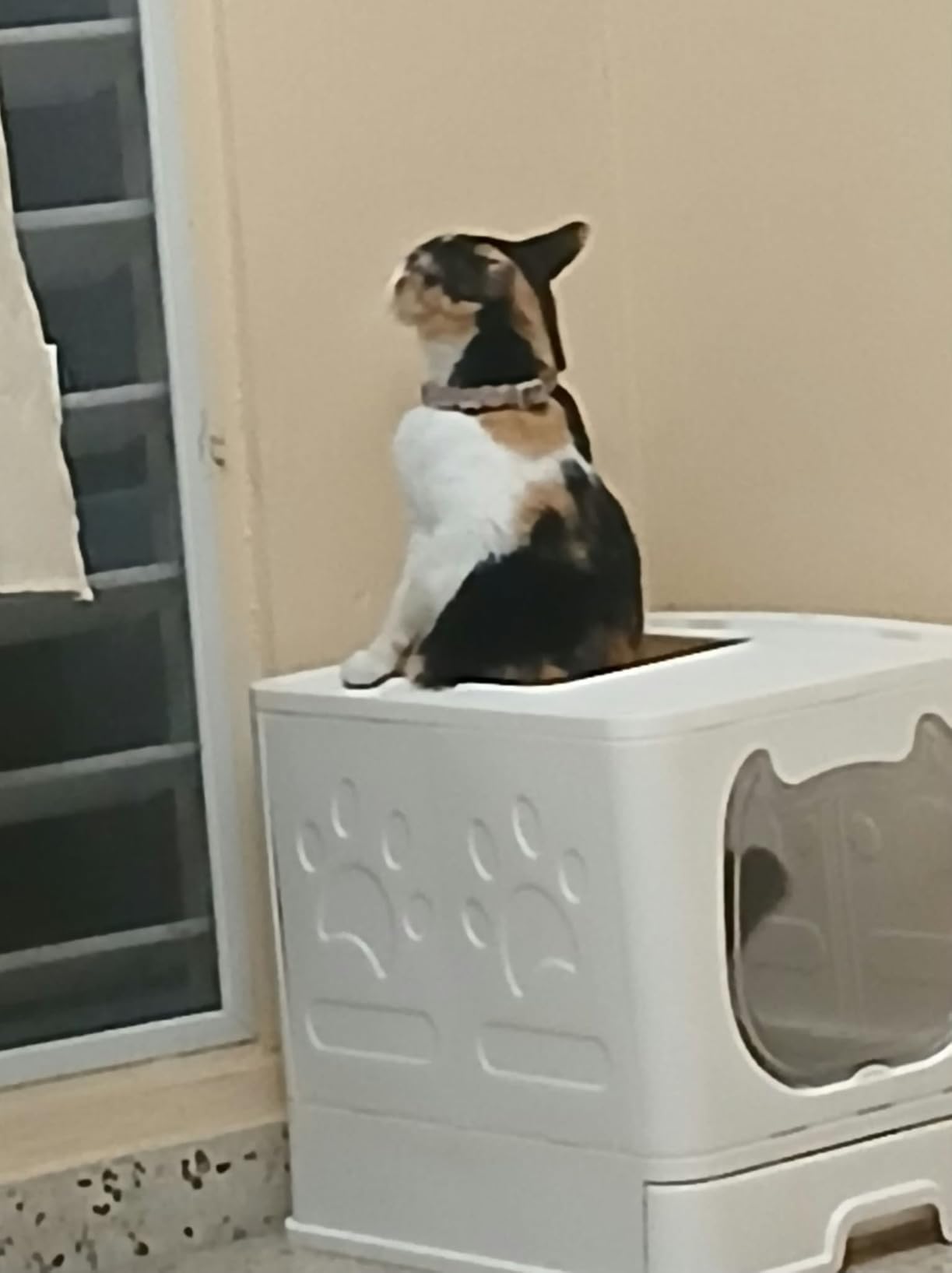 Cat Litter Box with Lid, Covered Top Entry Kitten Litter Pan for Small and Medium Cats, Anti-Splashing Kitty Potty with Slide-Out Litter Tray customer photo 2