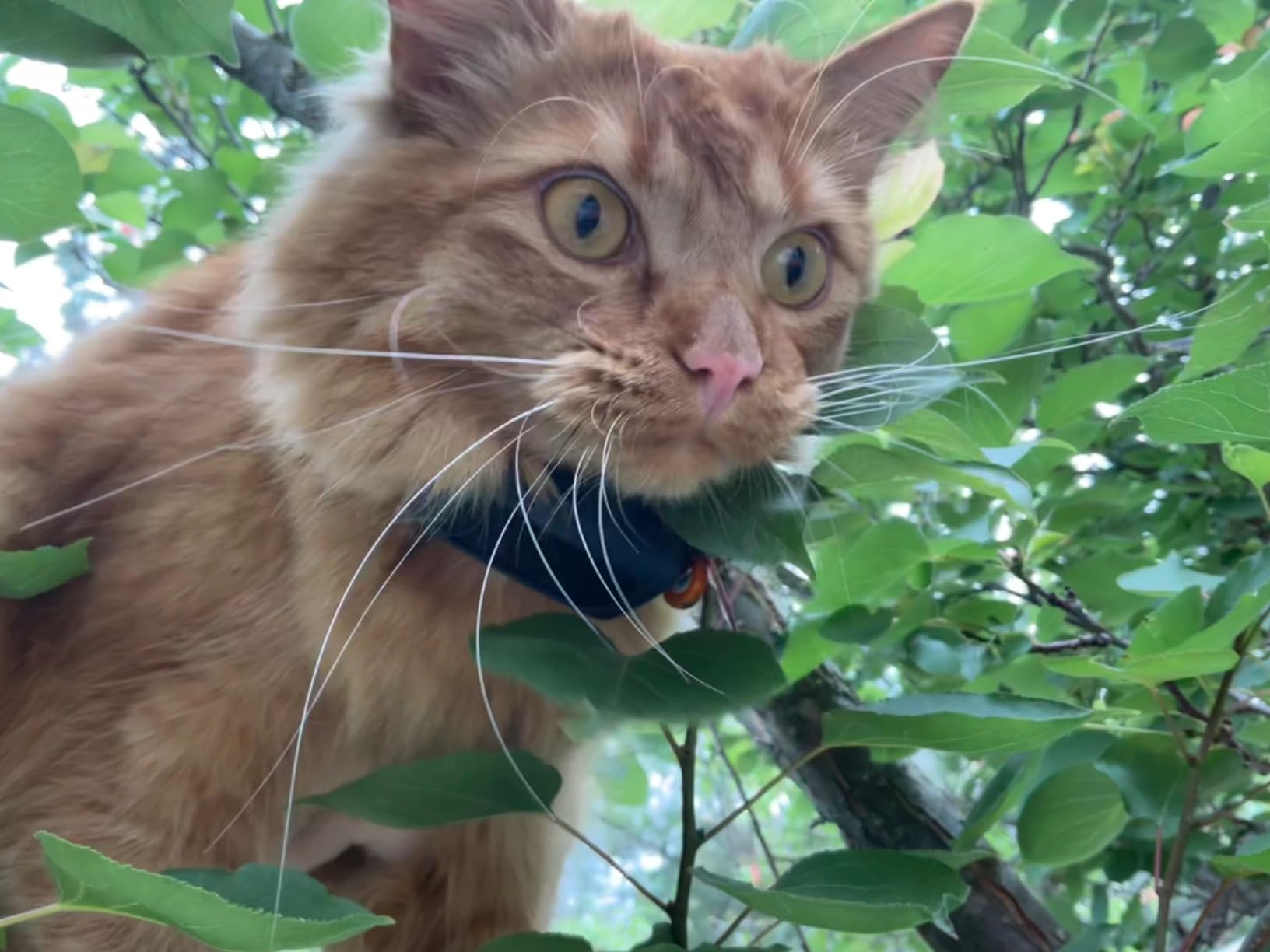 Tractive Smart Cat GPS Tracker | Real-Time Location & Wellness Monitoring for Cats 6.5 lbs+ | Territory & Location History | Up to 5-Day Battery | Breakaway Collar Included (Dark Blue) customer photo 1