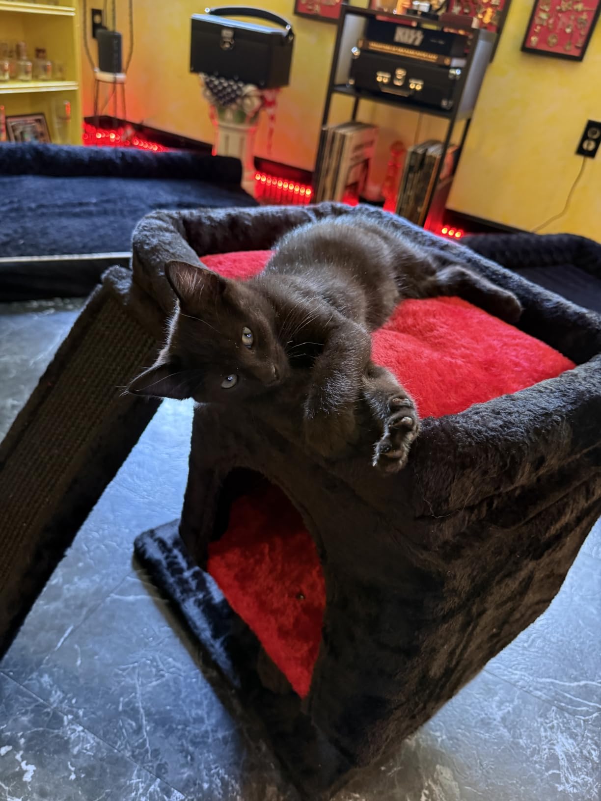 YANDLVY Small Cat Tower for Cats, Cute Cat Tree for Indoor Cats, Kittens Condo with Scratching Post and Board, Cat Cave, Modern Cat Activity House with Plush Perch (Green) customer photo 2