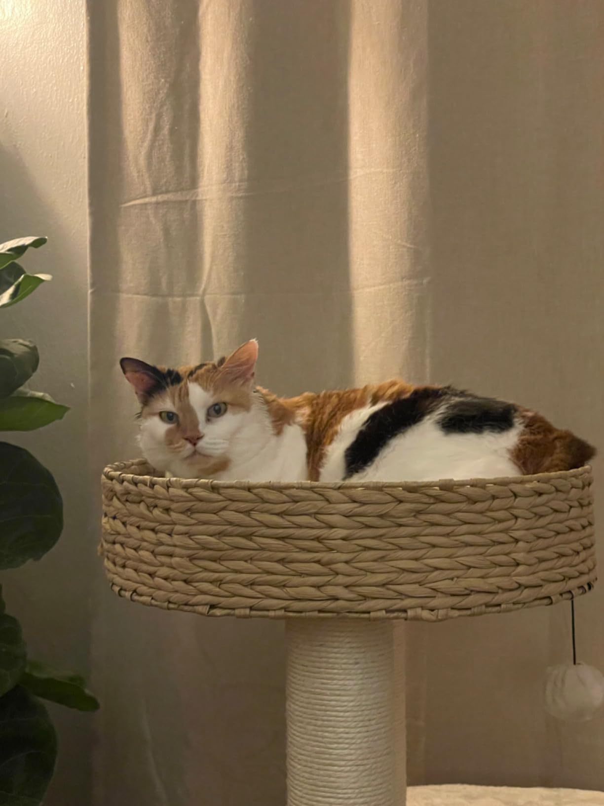 KAMABOKO Modern Cat Tree, Hand-Woven Condo & Top Perch,cat Houses & Condos customer photo 2
