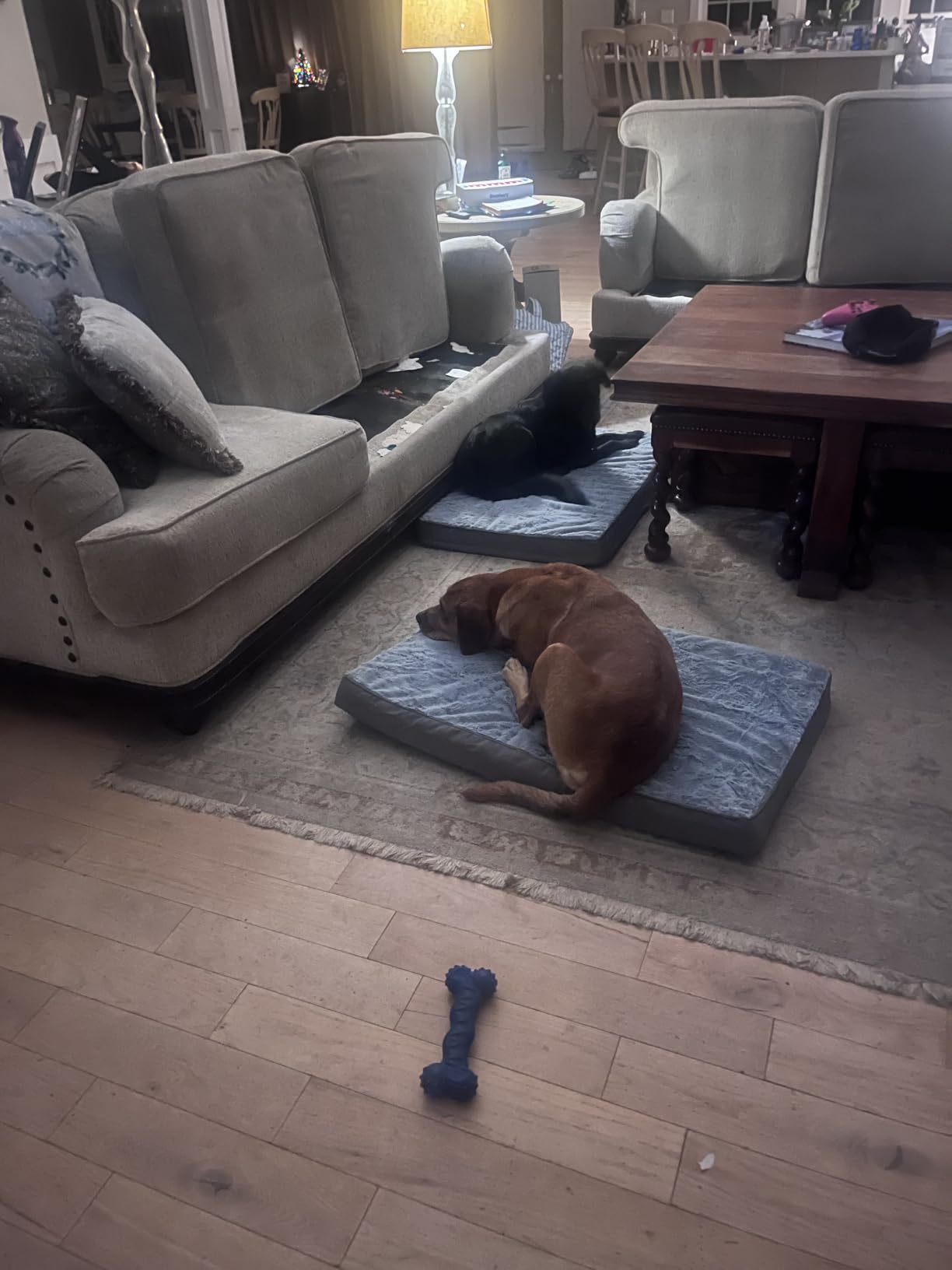 KSIIA Orthopedic Dog Bed for Small Dogs with Waterproof Lining, Grey, 23x17 customer photo 2