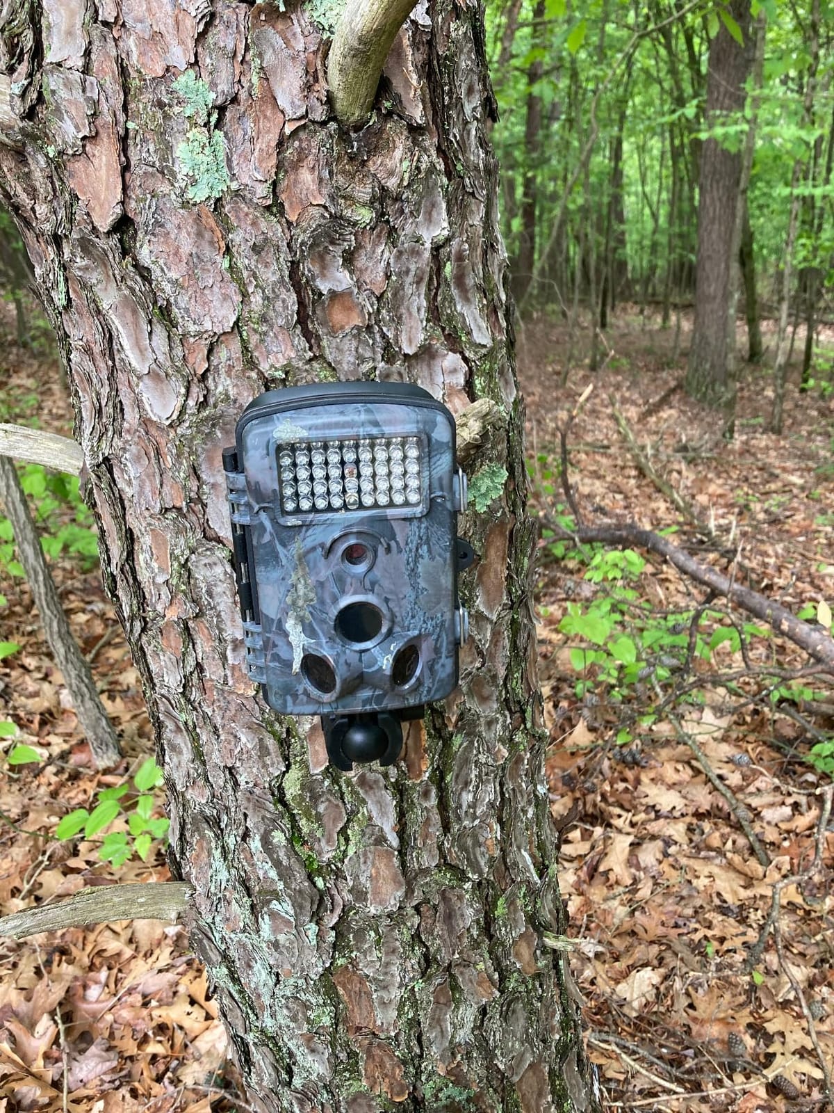 Adjustable Trail Camera Tree Mount: Game Camera Outdoor Mounting Bracket Holder with Double 360° Swivel Tilt Ball Joints, 2 Packs customer photo 1