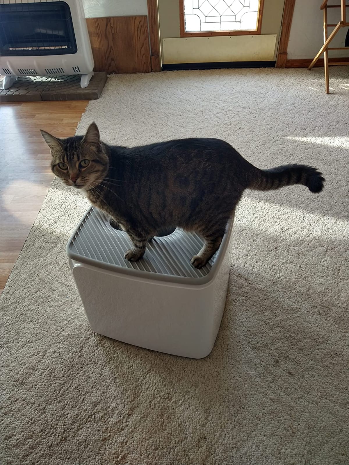 IRIS USA Cat Litter Box, Top Entry, Dog Proof, Covered, Scoop, Gray customer photo 1