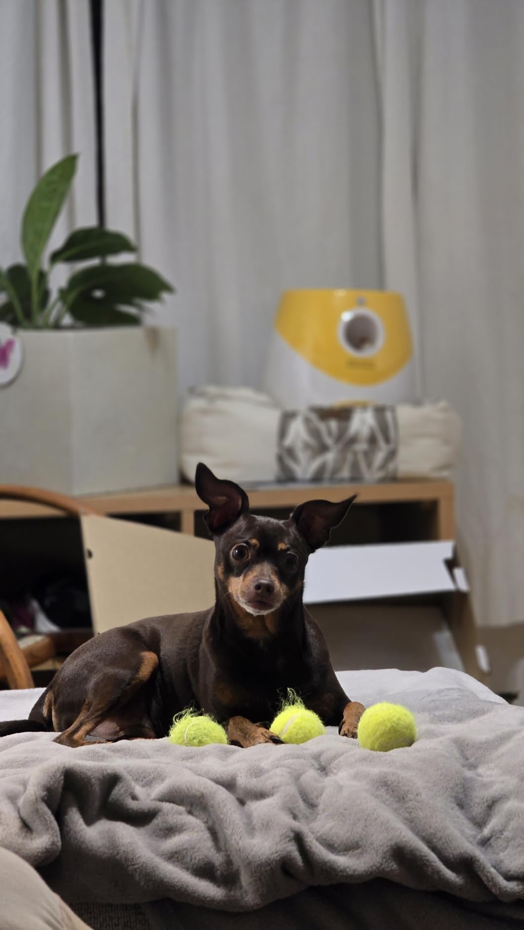 MEKAPLE Automatic Dog Ball Launcher, Dog Ball Thrower with 15 Mini Tennis Balls Sizing 2 Inch and Mesh Bag, Interactive Dogs Toys Tennis Balls Launcher for Small Dogs with 3 Distance Settings customer photo 2