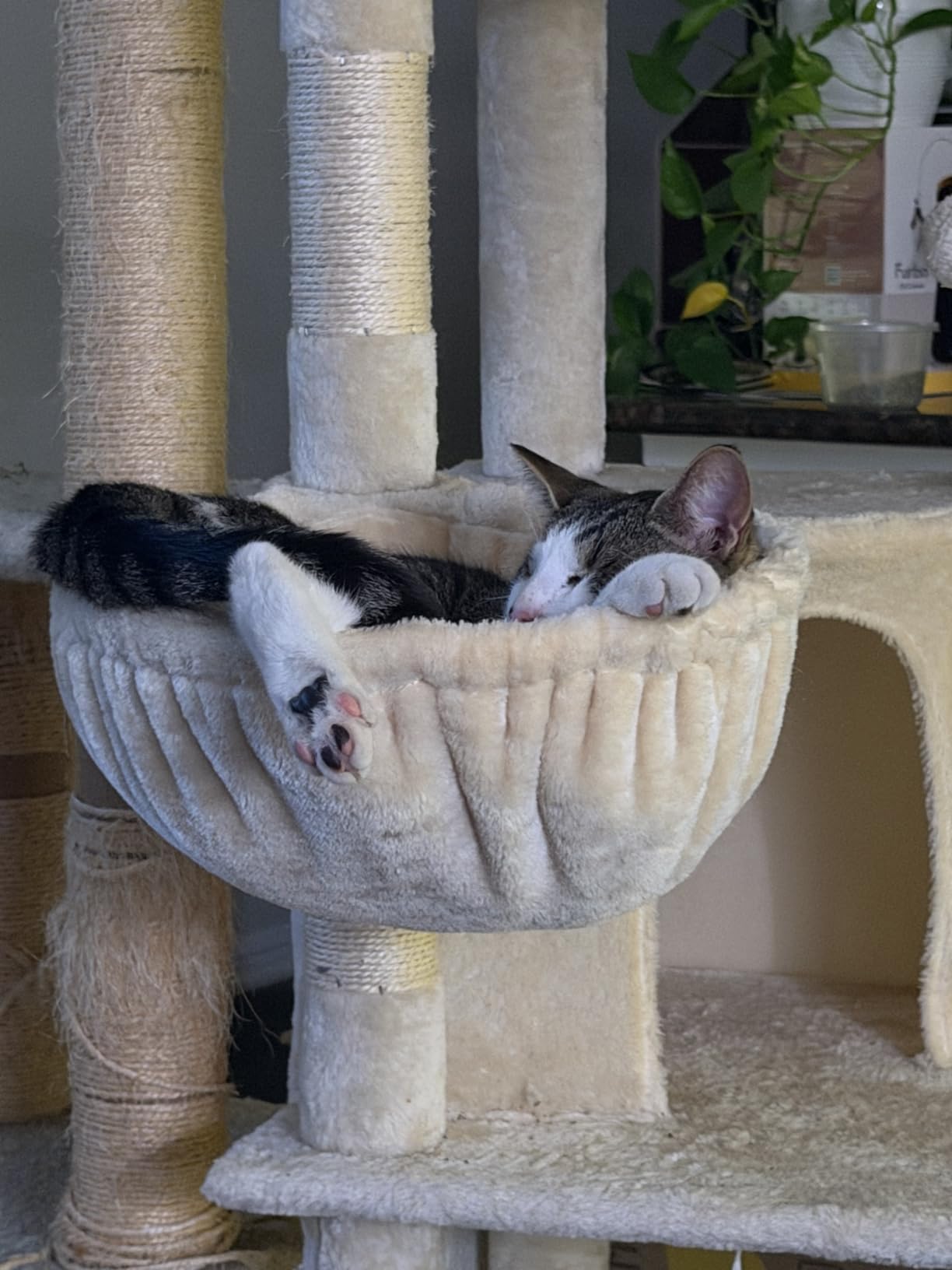 Globlazer 66inch Corner Cat Tree Tower for Indoor Large Cats, C66, Beige customer photo 2
