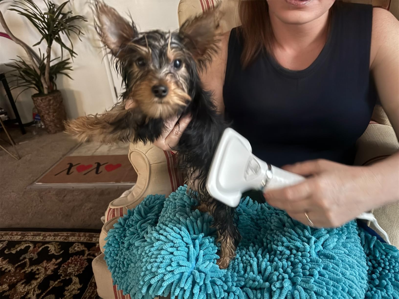 iPettie Dog Grooming Hair Dryer with Slicker Brush, Overheat Protection customer photo 2