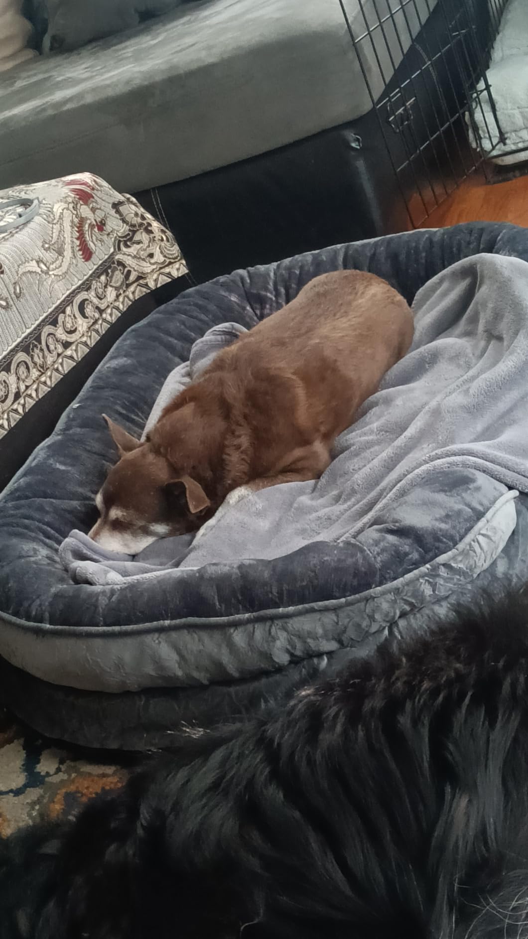 Dwanton Orthopedic Waterproof Large Dog Bed Sofa, Gel Memory Foam, 42