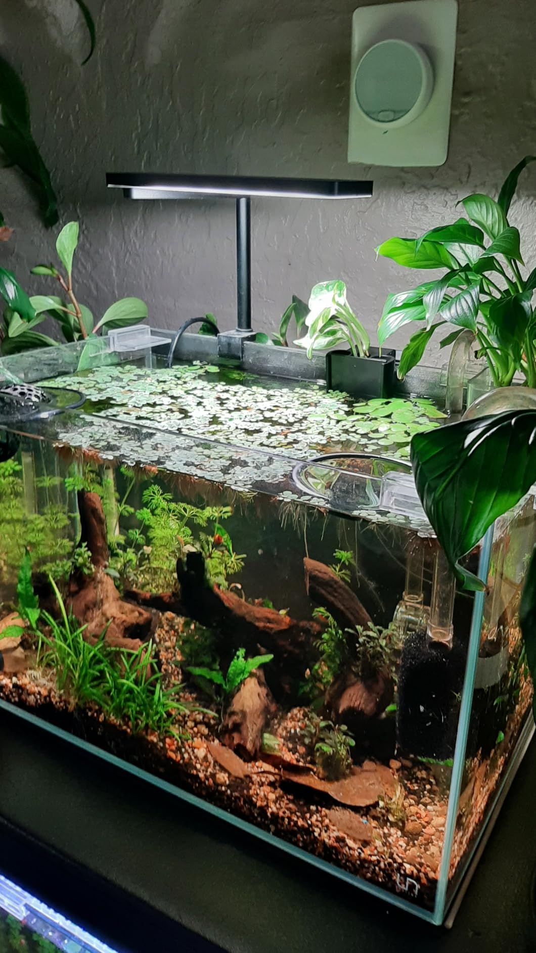 FZONE Solo Series Nano Aquarium Light for Freshwater and Planted Tanks customer photo 1