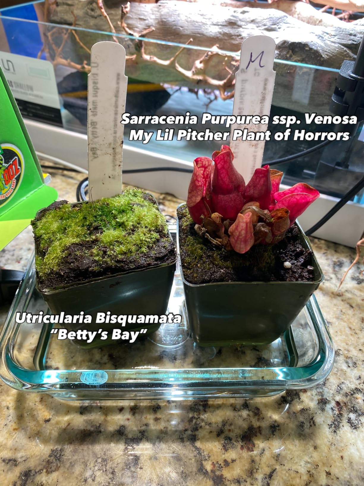 FZONE Solo Series Nano Aquarium Light for Freshwater and Planted Tanks customer photo 2