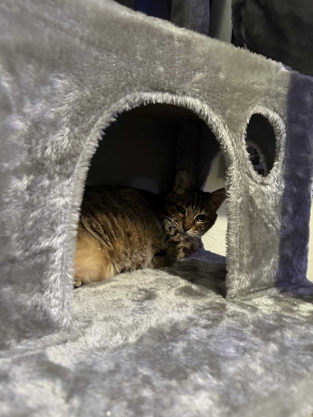 Taoqimiao Heavy-Duty Cat Tree, 71 in Cat Tower for Large Cats 20lbs+ customer photo 2
