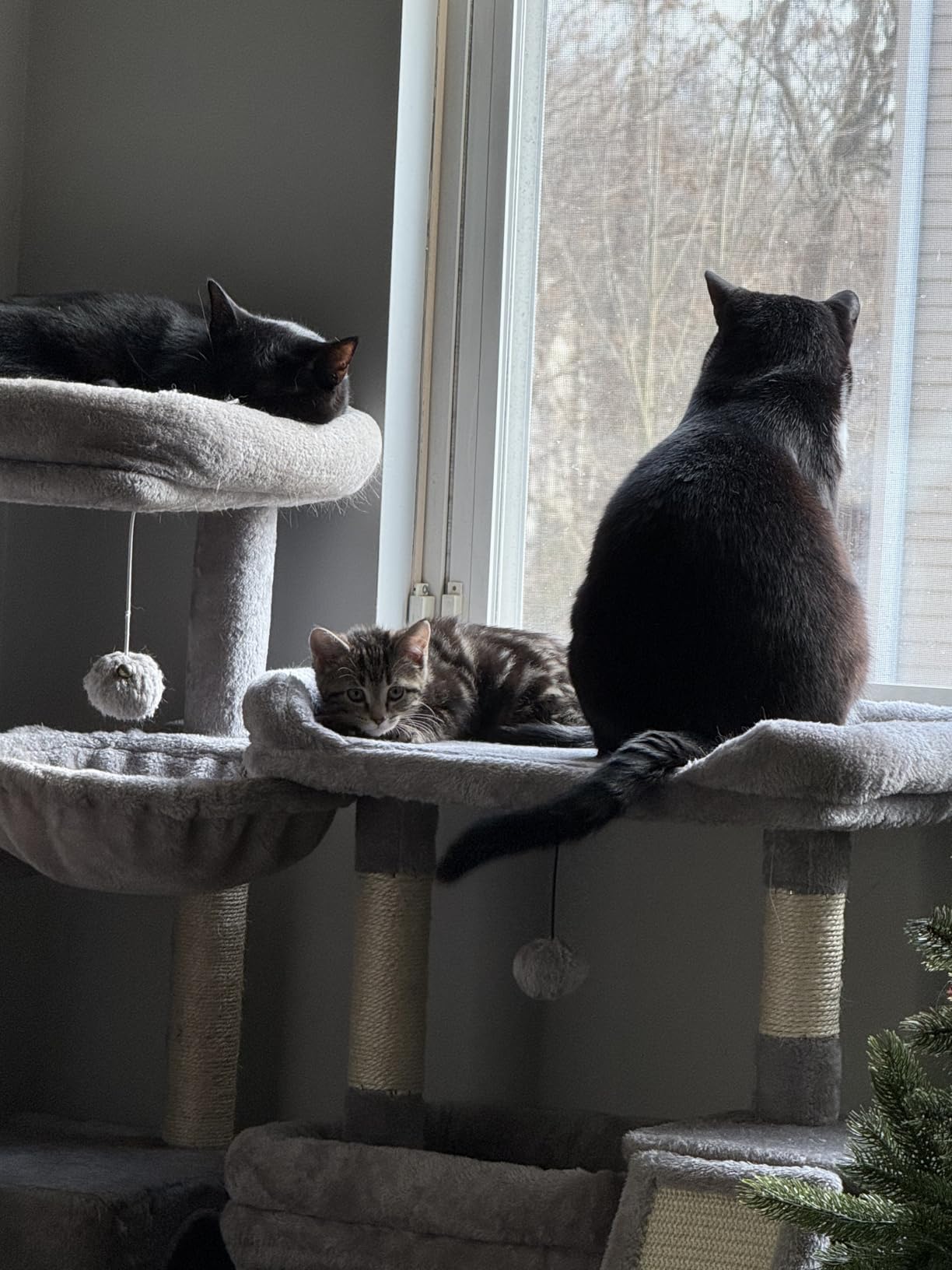 PEQULTI Cat Tree for Small Medium Cats, Gray Cat Tower for Indoor Cats customer photo 1