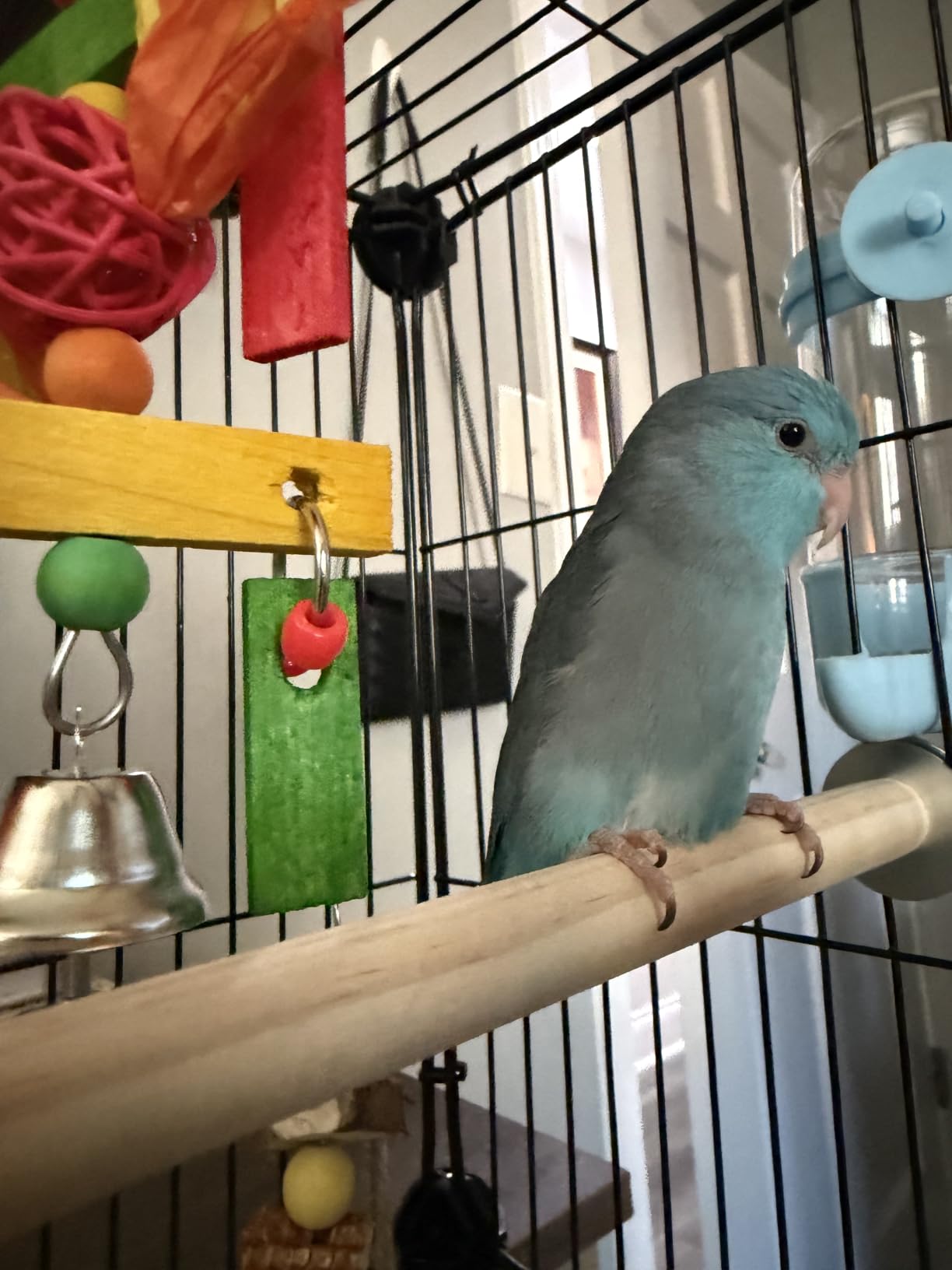 VISCOO Upgraded Encrypted Metal 46-Inch Bird Cage for Parrot Parakeets customer photo 1
