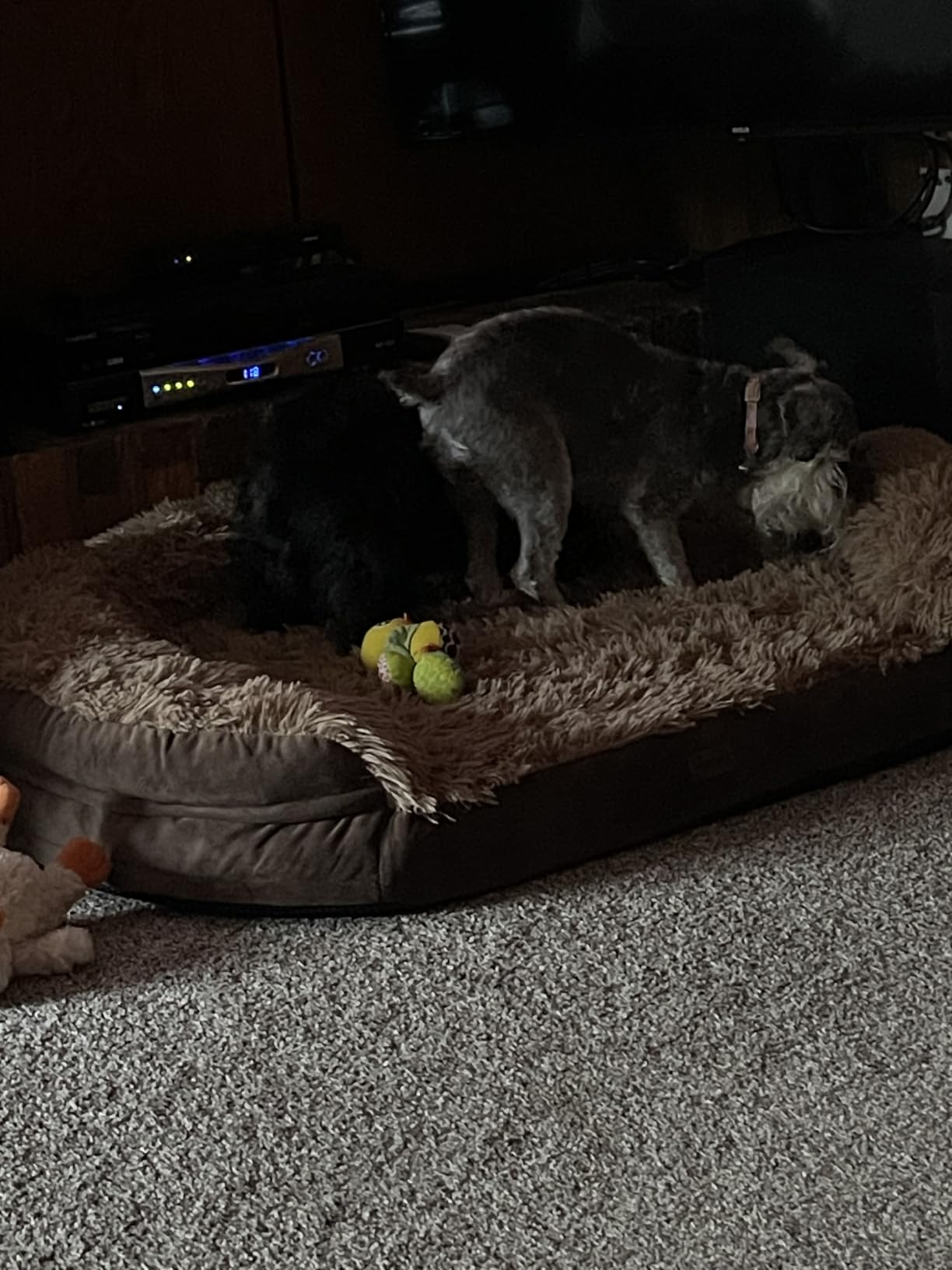 iweepet Fluffy Orthopedic Dog Beds for Large & Extra Large Dogs, 44