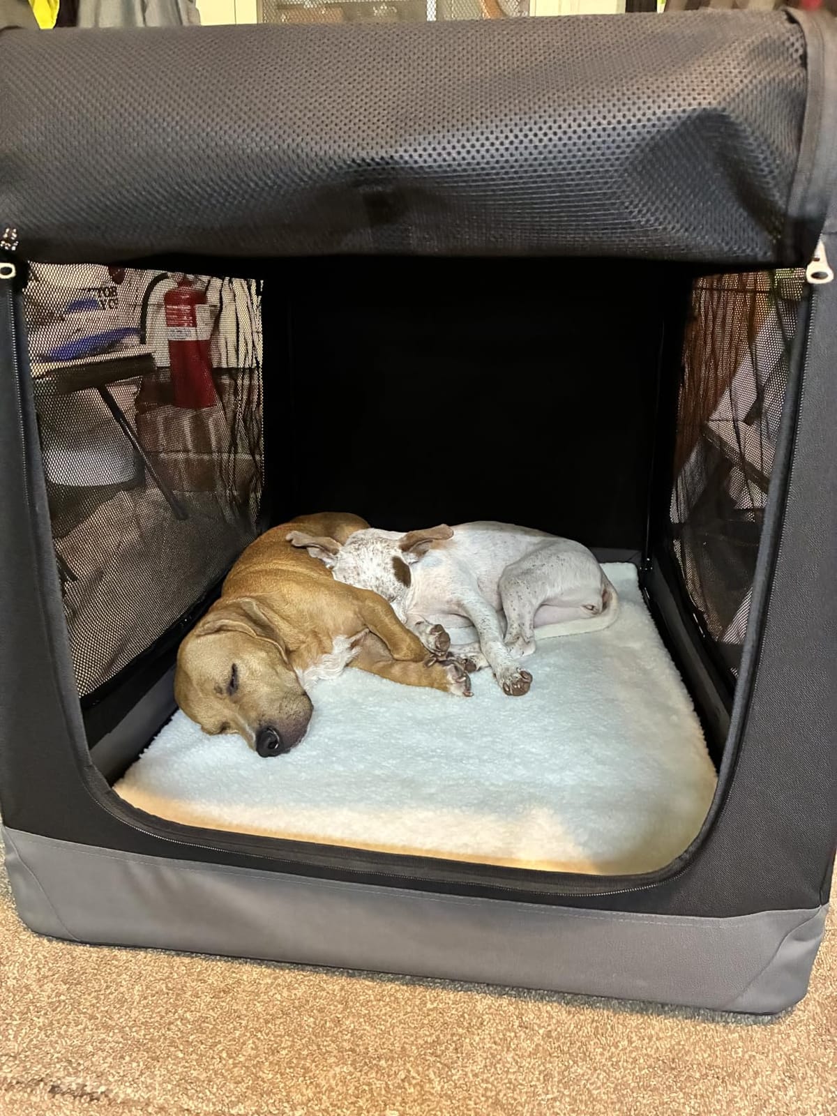 Feandrea Collapsible Dog Crate, Portable Pet Travel Crate, 42 Inches customer photo 2