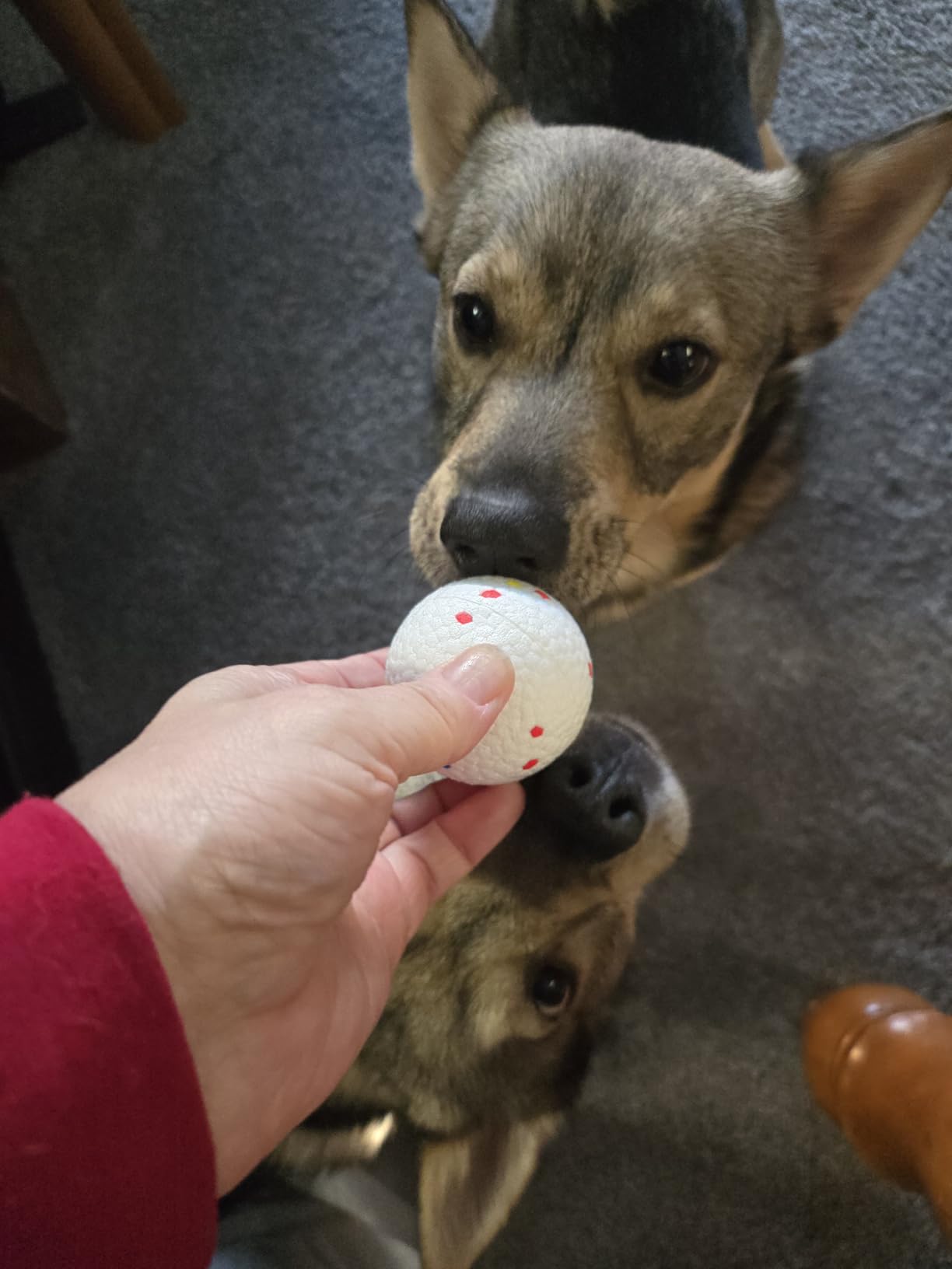 Automatic Ball Launcher, Hands‑free Dog Ball Thrower, Adjustable Distance Dog Fetch Machine (19-45FT), Suitable for Small and Medium-Sized Dogs. Indoor/Outdoor Dual-use launchers for Dog Parents. customer photo 1
