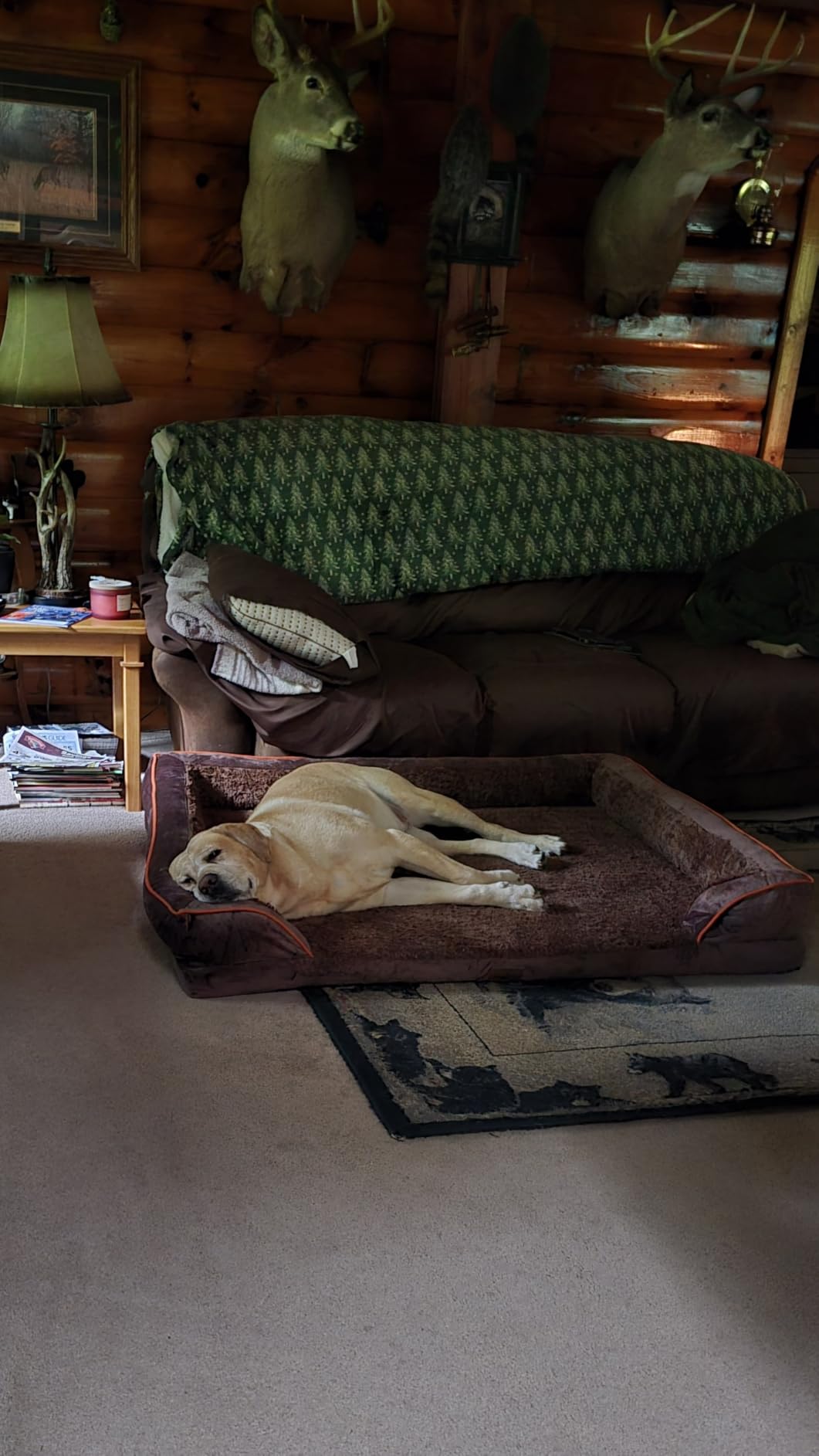 Comfort Expression Orthopedic Dog Bed for Extra Large Dogs with Bolster customer photo 2