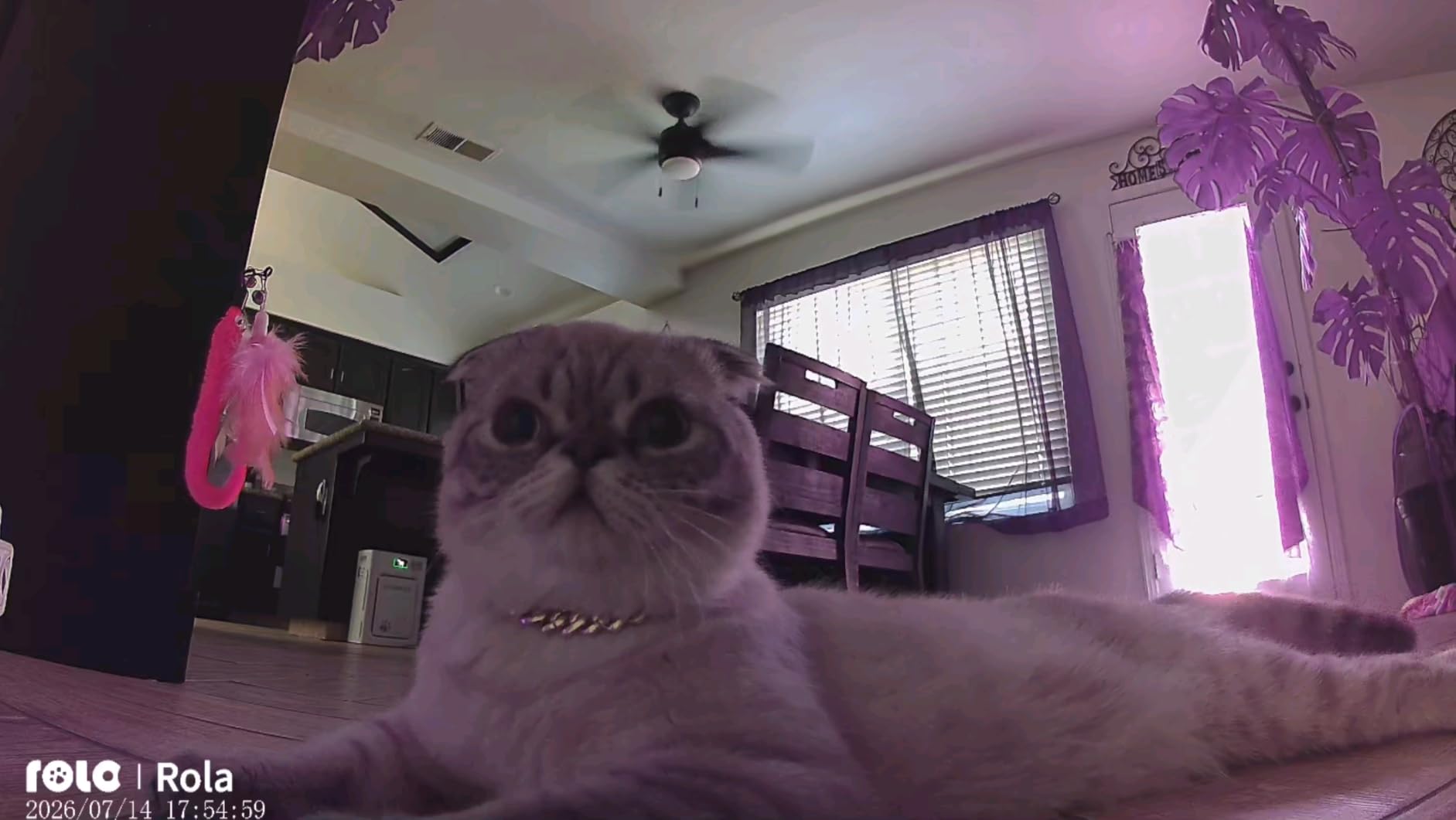 Enabot EBO ROLA PetPal Mobile 2.5K Pet Camera Robot with Treat Dispenser customer photo 2