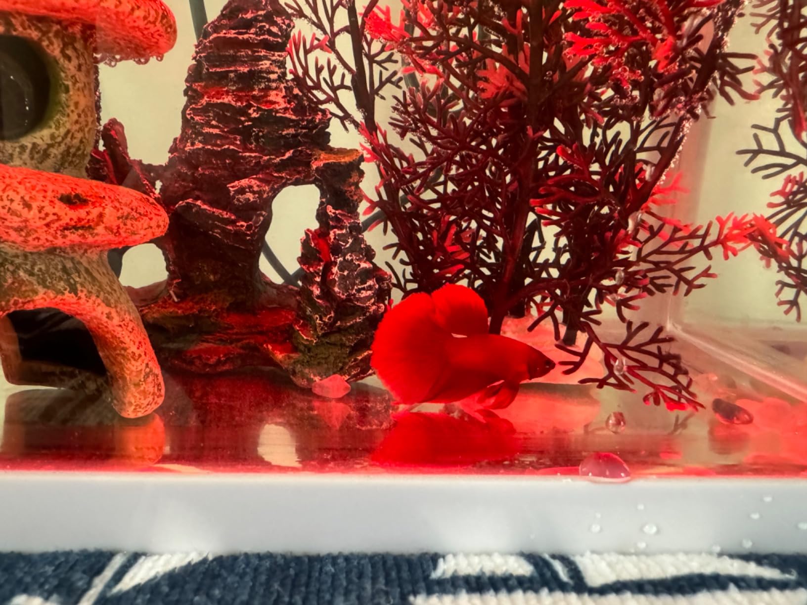 20 Gallon Fish Tank, Betta Large Aquarium Starter Kits,100% Glass Material customer photo 1