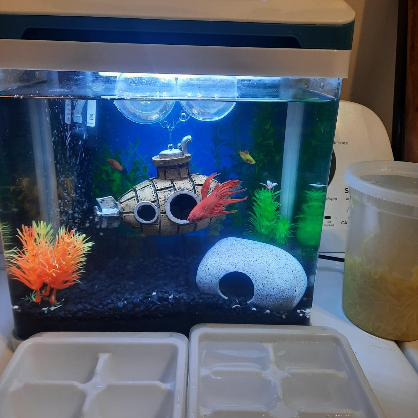 20 Gallon Fish Tank, Betta Large Aquarium Starter Kits,100% Glass Material customer photo 2