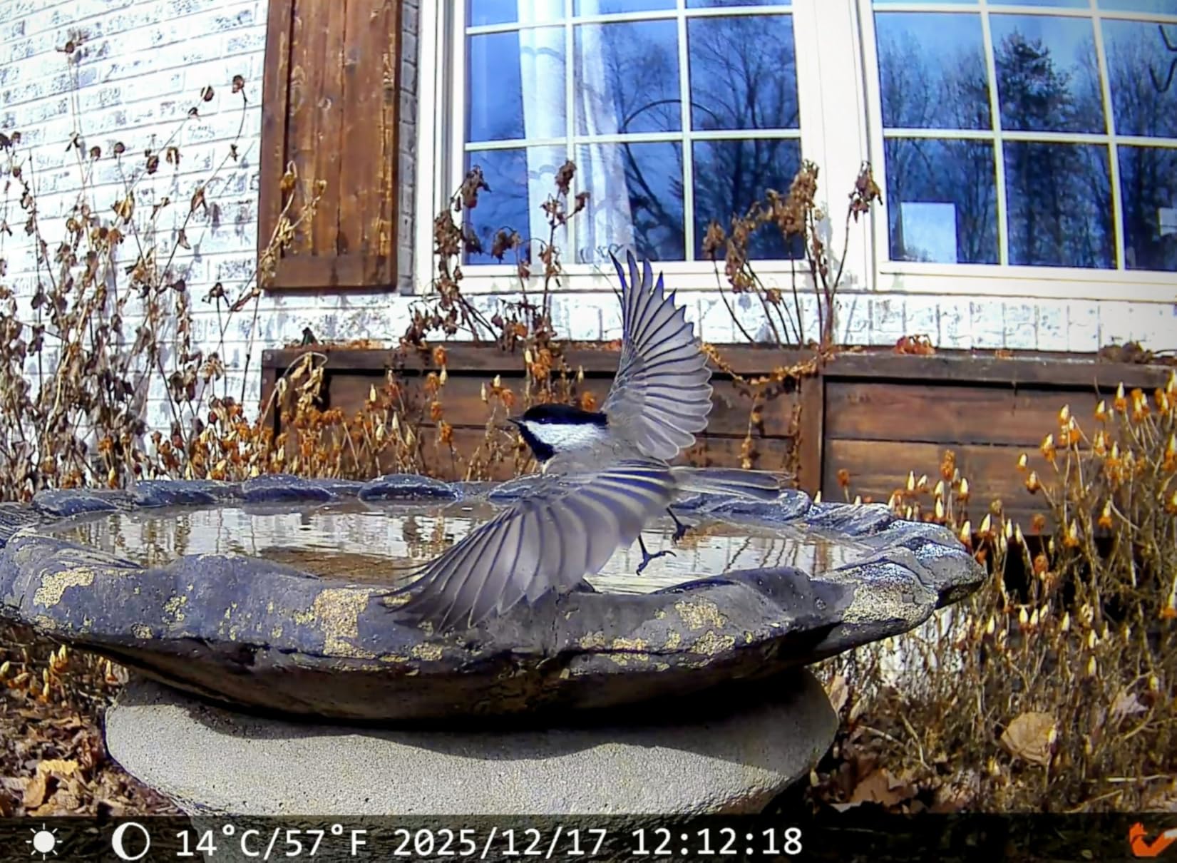4G LTE Cellular Trail Camera, 2.5K 360° Live Feed with SIM Card Included customer photo 2