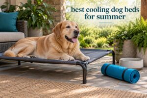 best cooling dog beds for summer